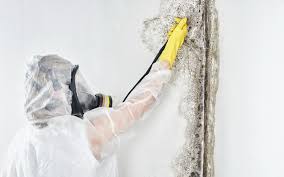 Best Comprehensive Air Testing for Mold Contaminants  in Owenton, KY